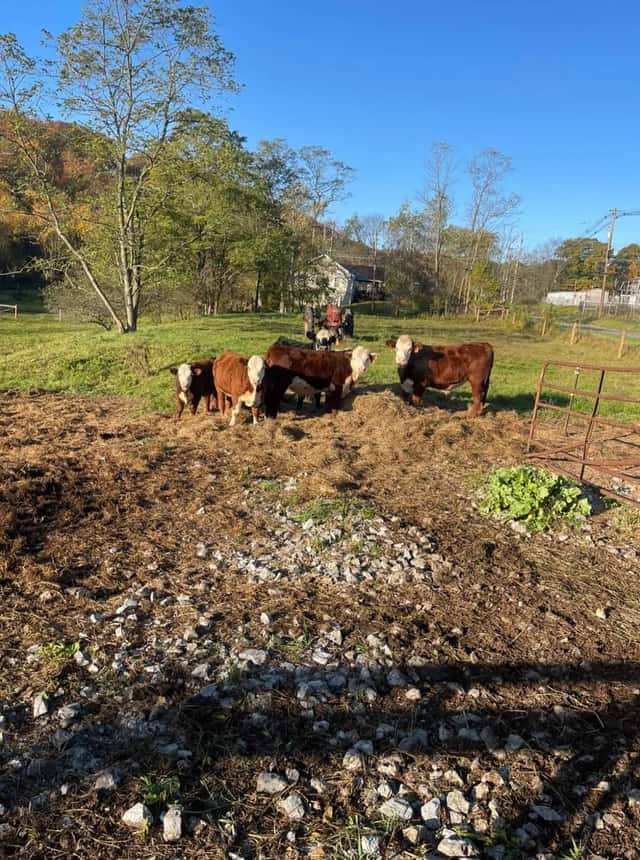 Cattle on pasture near the shop